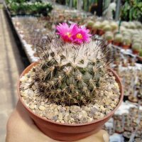 Gymnocactus