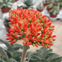 Crassula