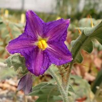Solanum