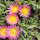 Delosperma cv. Hellgirl (dw)