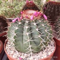 Melocactus glaucescens mit Cephalium CITES