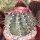Melocactus glaucescens mit Cephalium CITES