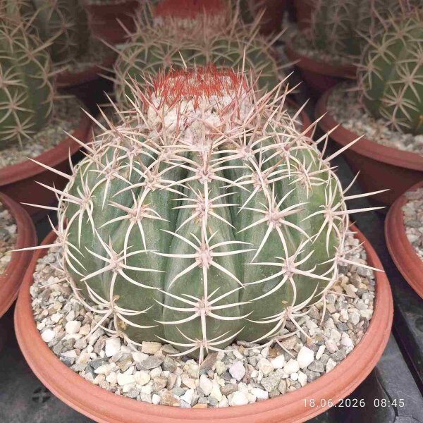 Melocactus ruestii mit Cephalium