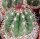 Melocactus maxonii mit beginnendem Cephalium