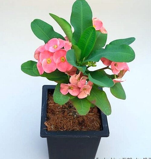 Euphorbia milii Grandiflora-Thai-Hybr. Khulap Khilan