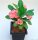 Euphorbia milii Grandiflora-Thai-Hybr. Khulap Khilan