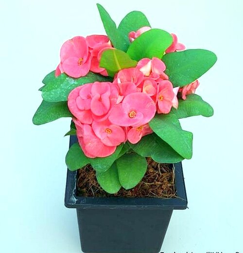 Euphorbia milii Grandiflora-Thai-Hybr. New Red