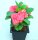 Euphorbia milii Grandiflora-Thai-Hybr. New Red