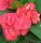 Euphorbia milii Grandiflora-Thai-Hybr. New Red