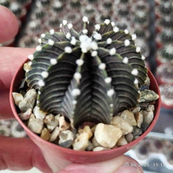 Gymnocalycium friedrichii VOS 1241
