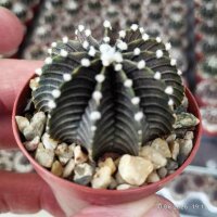 Gymnocalycium friedrichii VOS 1241