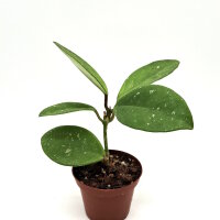 Hoya cv. davids green Cup