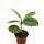Hoya cv. davids green Cup