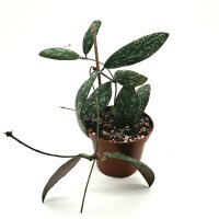 Hoya sigillatis cv. Big Leaves