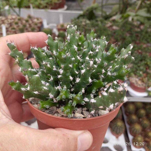 Euphorbia ramulosa