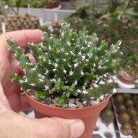 Euphorbia ramulosa