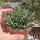 Euphorbia ramulosa