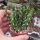 Euphorbia ramulosa
