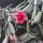 Hatiora cv. Flore Pleno