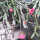 Hatiora cv. Flore Pleno