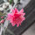 Hatiora cv. Flore Pleno