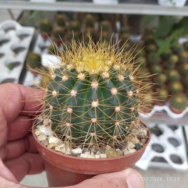 Buiningia brevicylindrica v. longispina