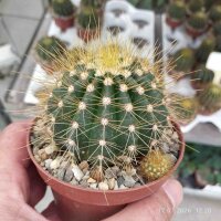 Buiningia brevicylindrica v. longispina