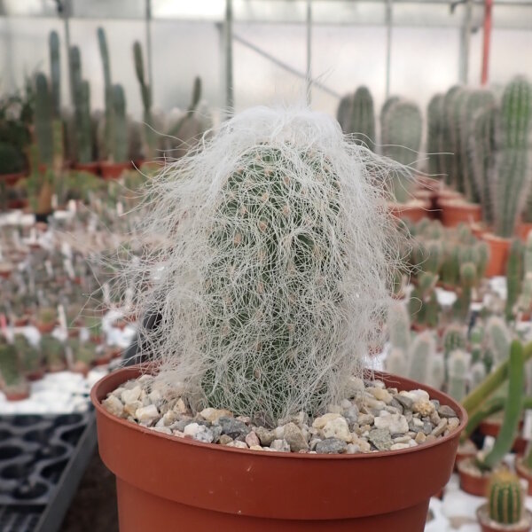 Cephalocereus senilis Greisenhaupt