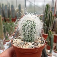 Cephalocereus senilis Greisenhaupt