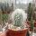 Cephalocereus senilis Greisenhaupt