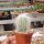 Cephalocereus senilis Greisenhaupt