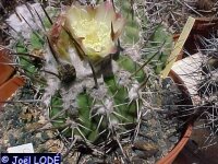 Copiapoa bridgesii WK 809
