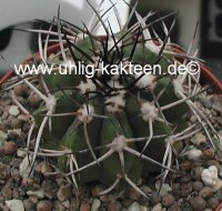 Copiapoa bridgesii WK 809