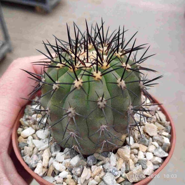 Copiapoa coquimbana