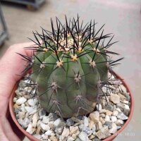 Copiapoa coquimbana