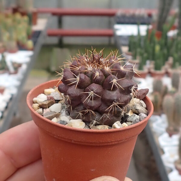 Copiapoa desertorum