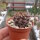 Copiapoa desertorum