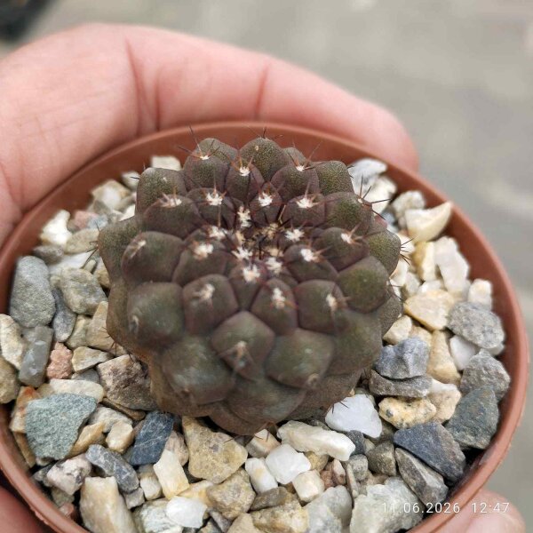 Copiapoa hypogaea
