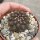 Copiapoa hypogaea