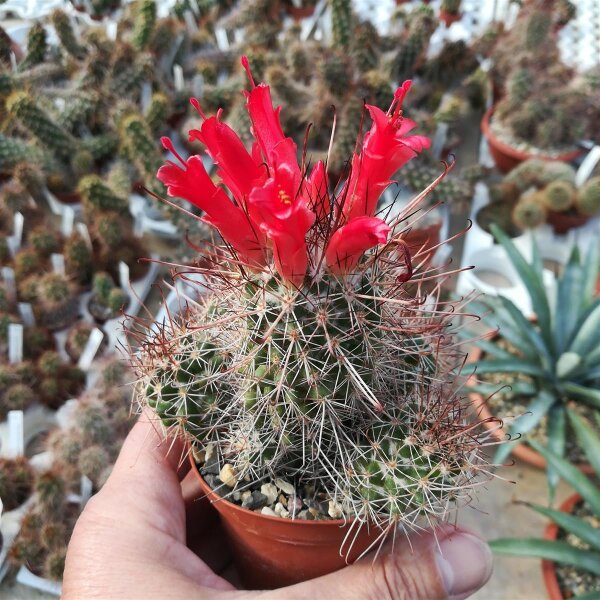 Copiapoa maritima