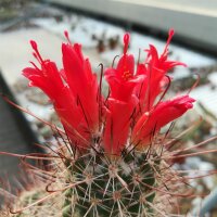 Copiapoa maritima