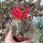 Copiapoa maritima