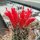 Copiapoa maritima