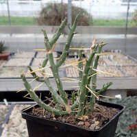 Cylindropuntia leptocaulis Valencia, Co, NM (dw)