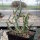 Cylindropuntia leptocaulis Valencia, Co, NM (dw)