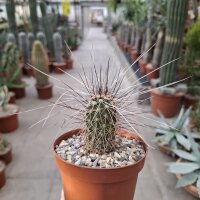 Echinocereus apachensis