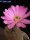 Echinocereus scopulorum