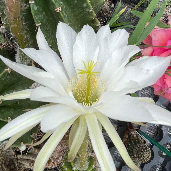 Echinopsis cv. semidenudata seminudus
