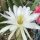 Echinopsis cv. semidenudata seminudus