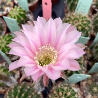 Echinopsis-Hybr. Jupons